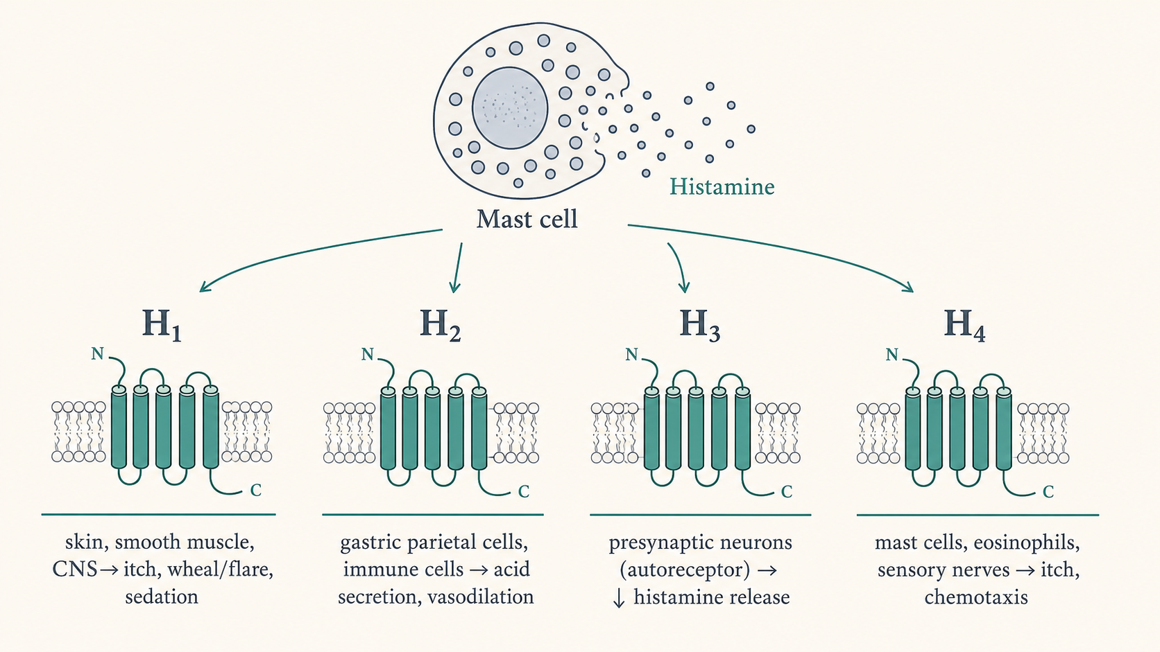 Figure 1 — Receptor overview