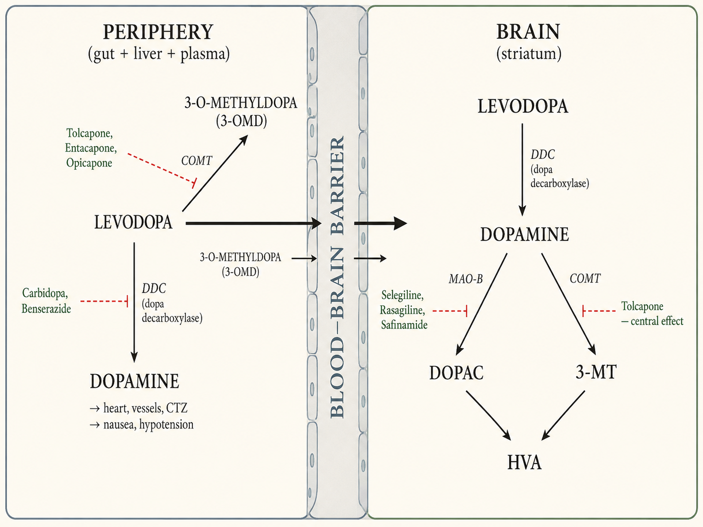 Figure 5 — Levodopa metabolism in periphery vs brain, with sites of drug action