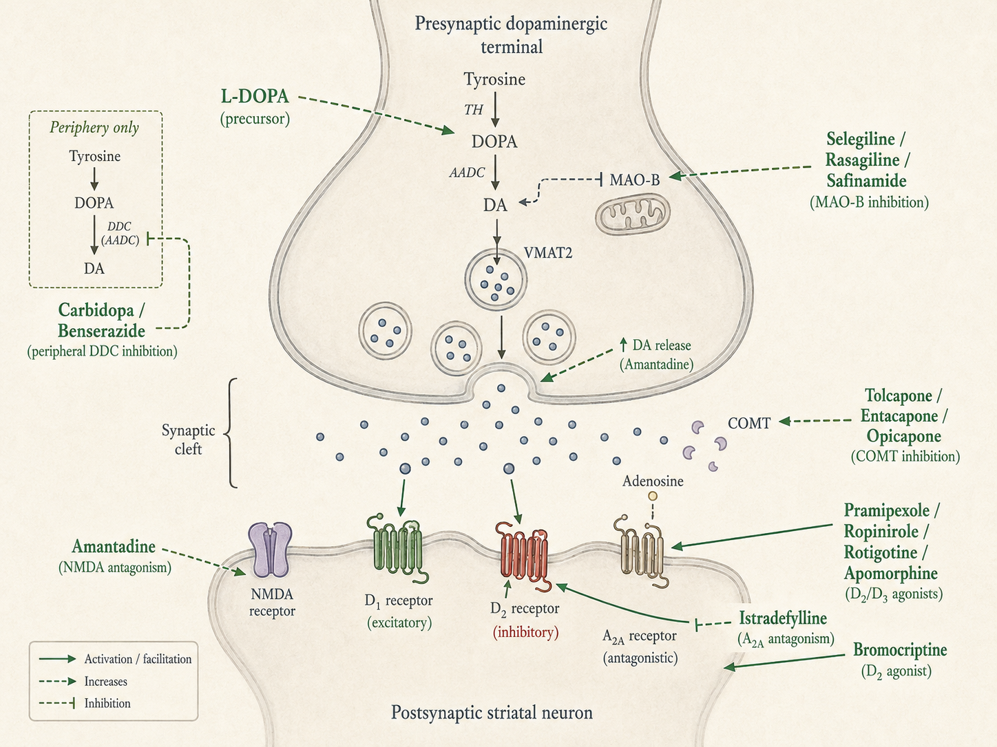 Figure 4 — Pharmacological strategies at the dopaminergic synapse