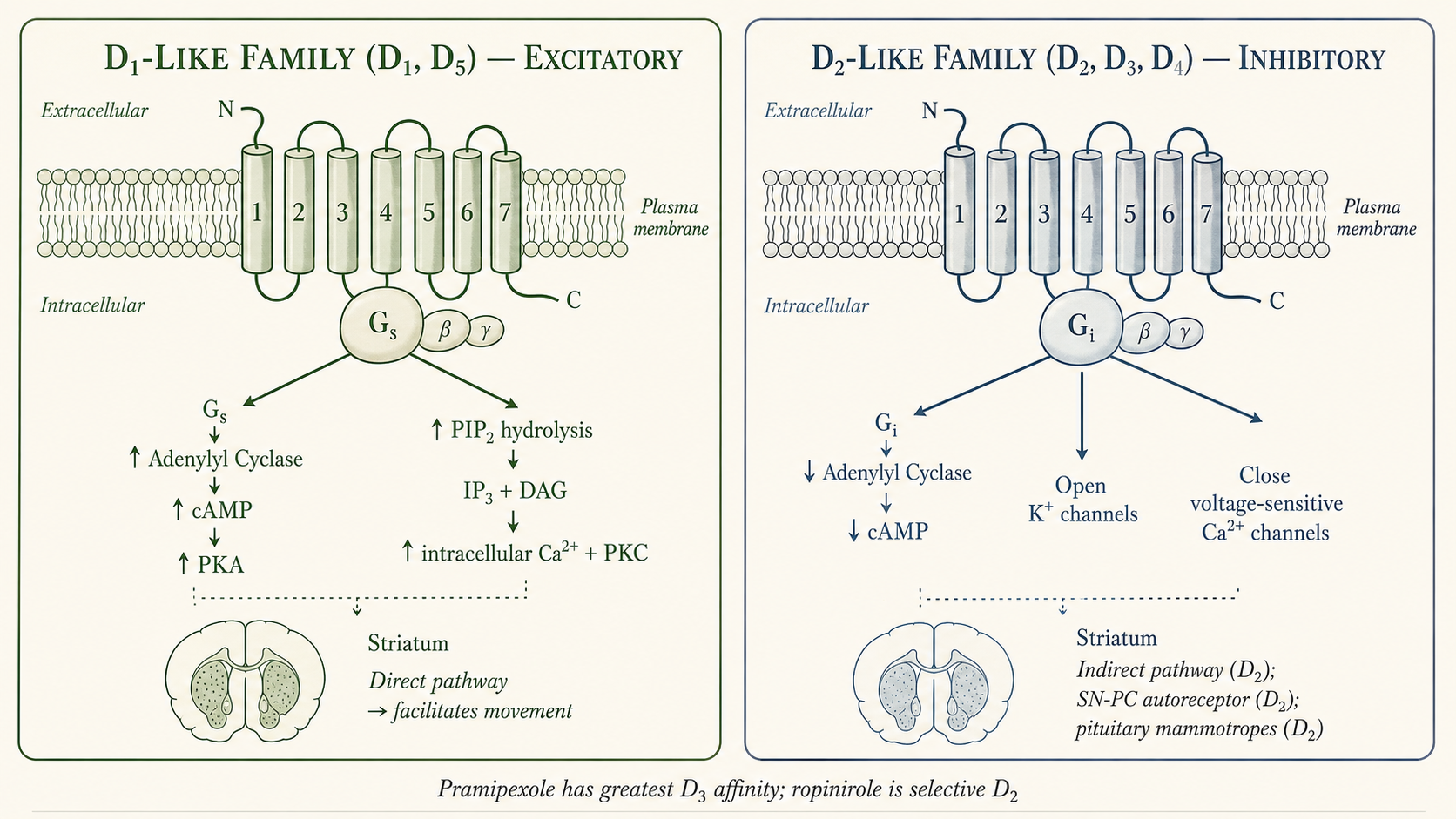 Figure 2 — Dopamine receptor families: D₁-like (excitatory) vs D₂-like (inhibitory)