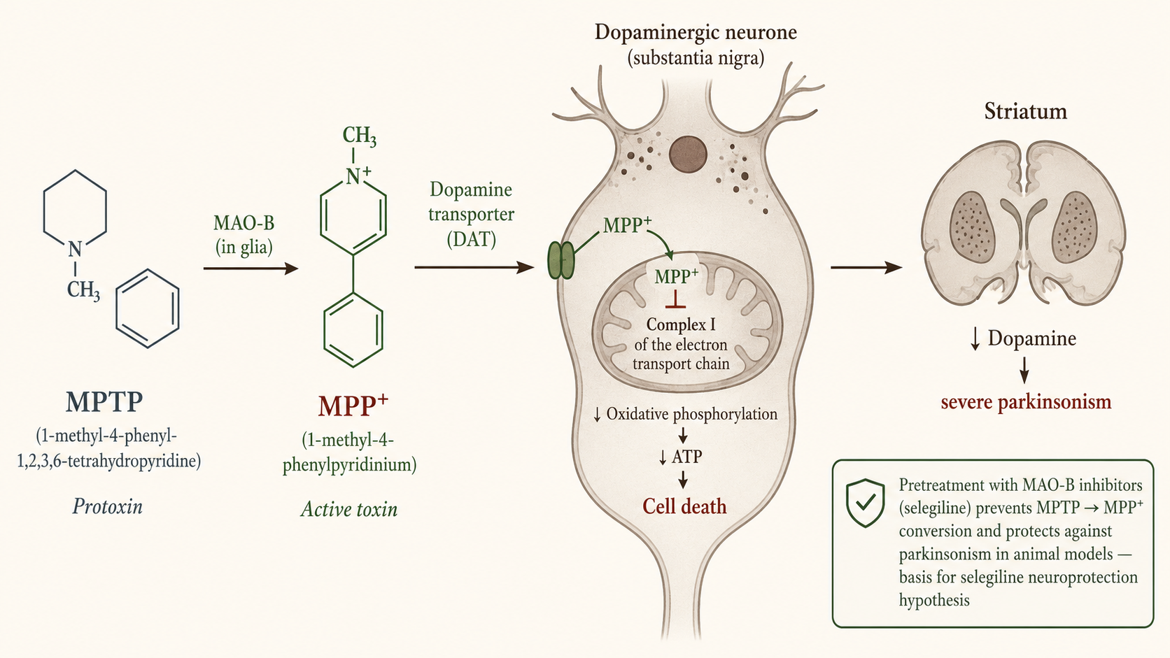 Figure 1 — MPTP-induced parkinsonism: mechanistic basis for the selegiline neuroprotection hypothesis