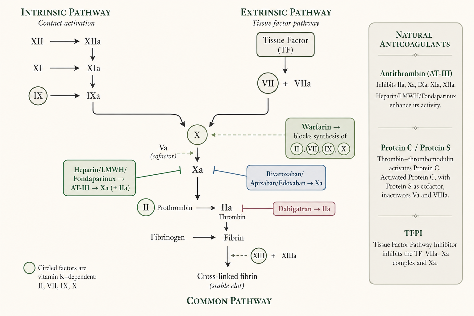 Figure 1 — | 1 | | Mechanism & coagulation targets |