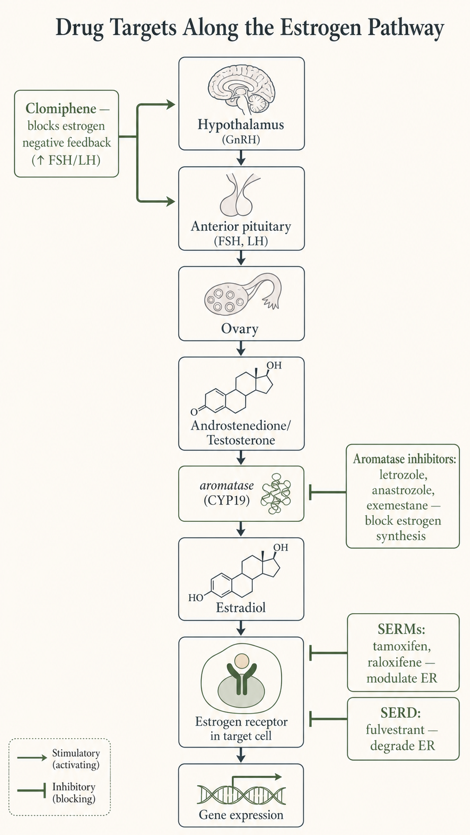 Figure 1 — Drug targets along the estrogen pathway
