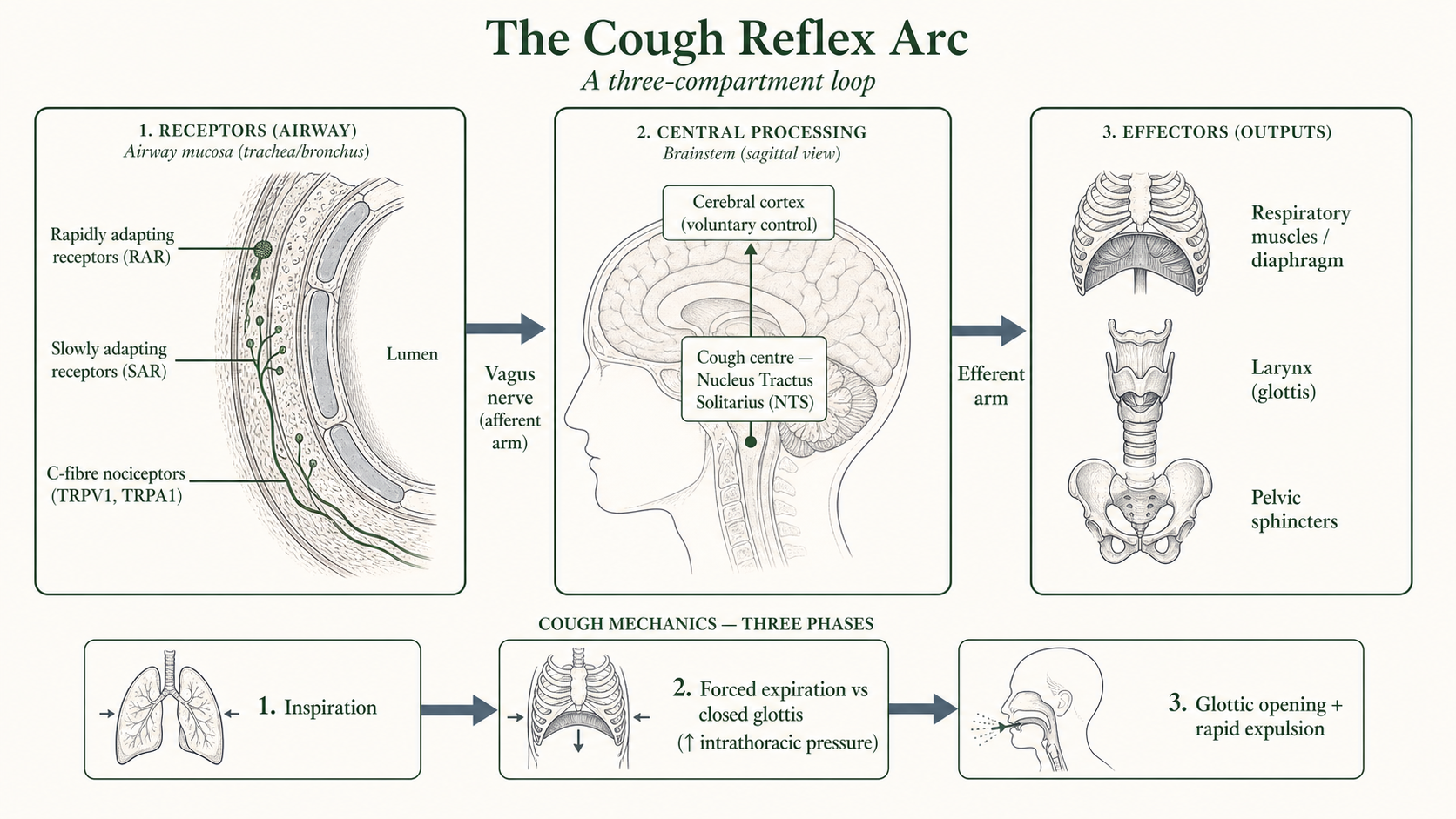 Figure 1 — Cough reflex arc (three-compartment loop)