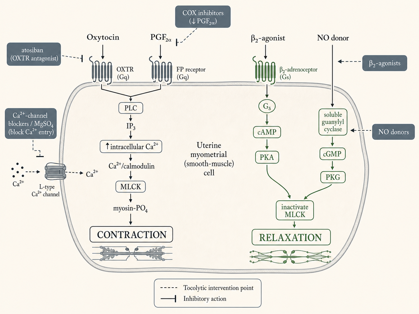 Figure 5 — Oxytocin / myometrial contraction vs tocolytics