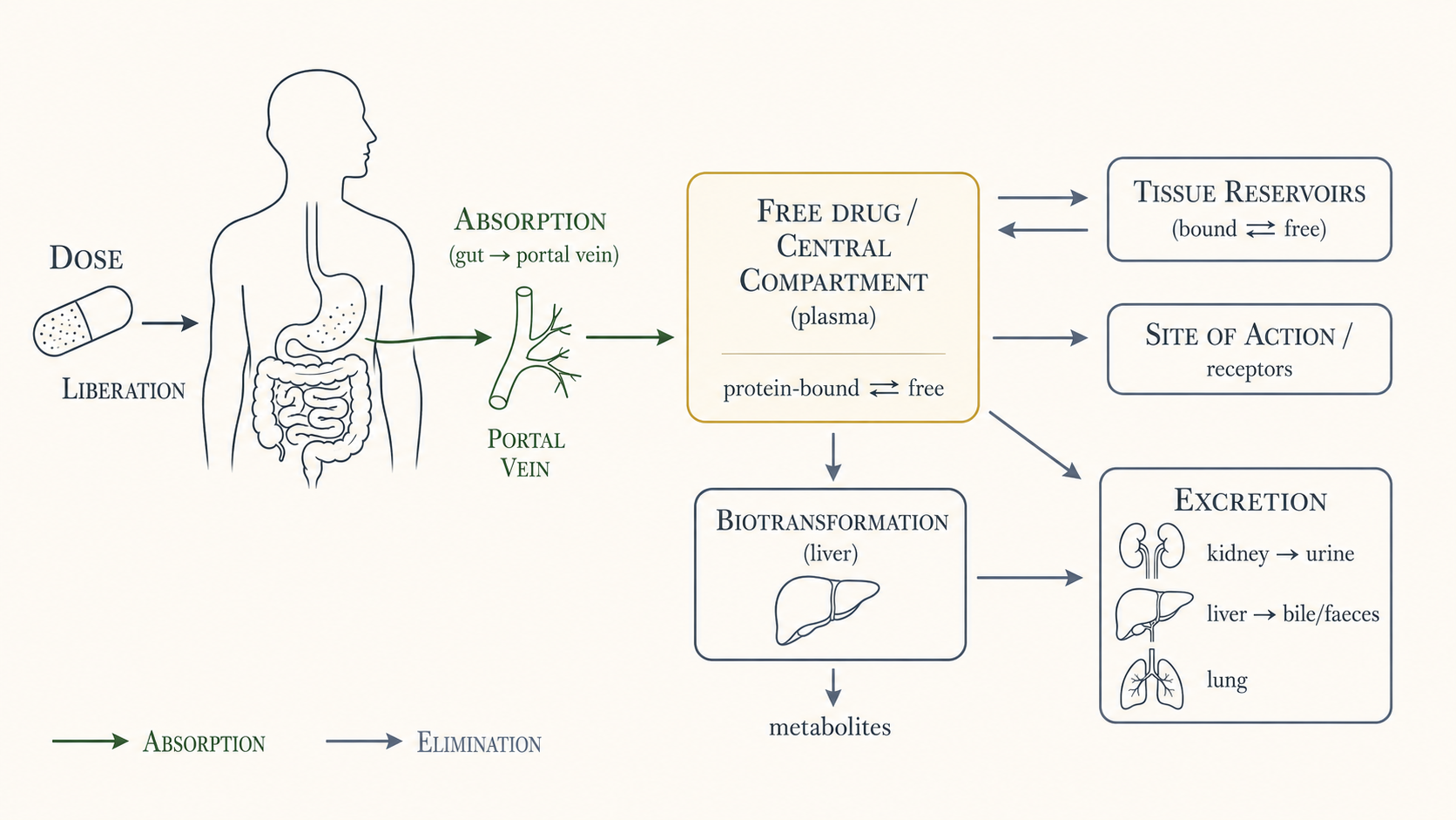 Figure 1 — The ADME framework: liberation → absorption → distribution ⇌ tissue, with metabolism and excretion as elimination.